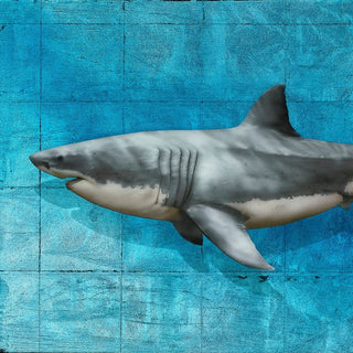 Sharks