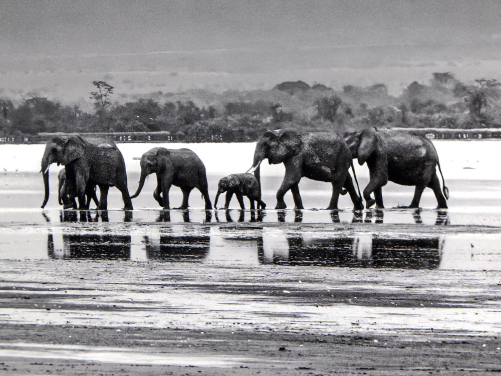 The Crossing