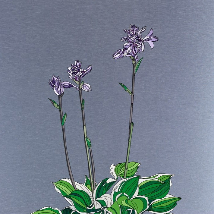 Hosta