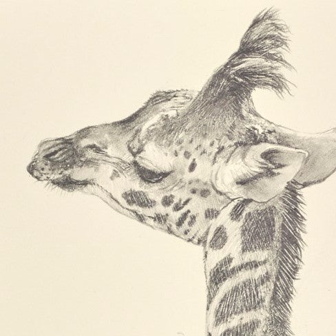 Baby Giraffe III