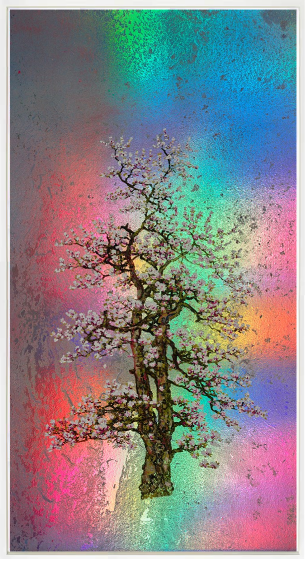 Edith, Rainbow Blossom