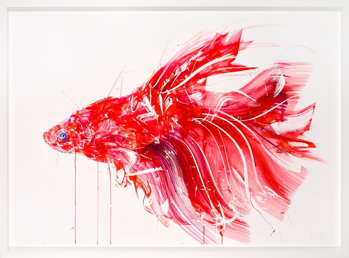 Siamese Fighting Fish