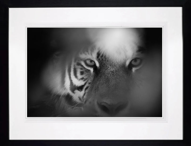 Eye Of The Tiger