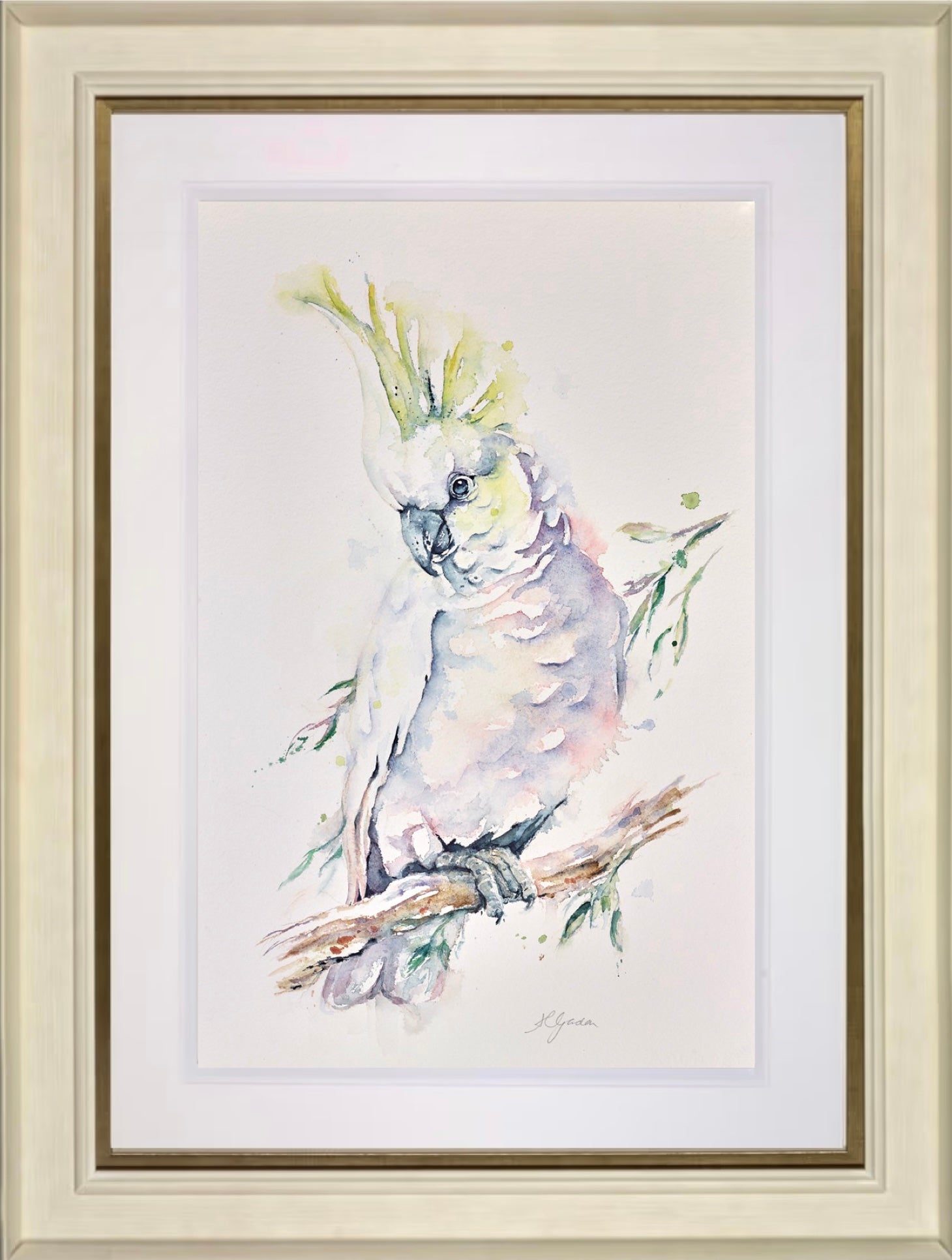 Sulphur Crested Cockatoo