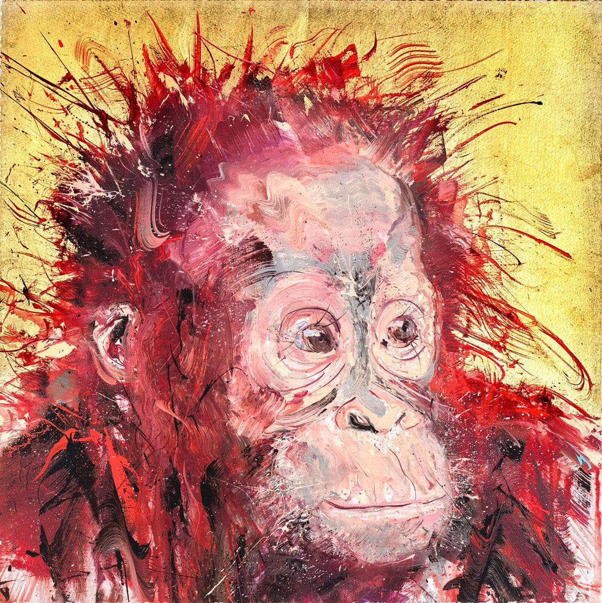 Baby Orangutan
