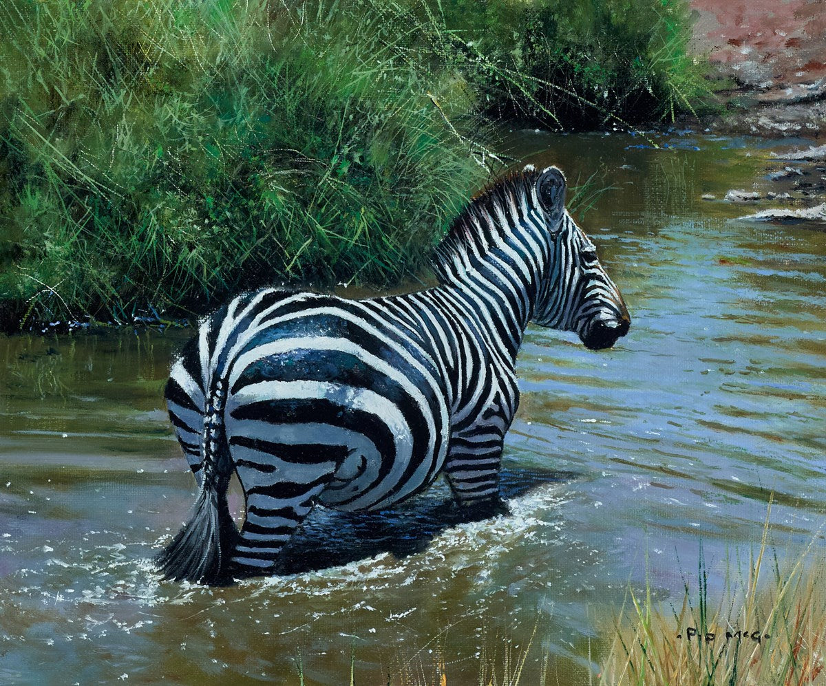 Zebra in Water