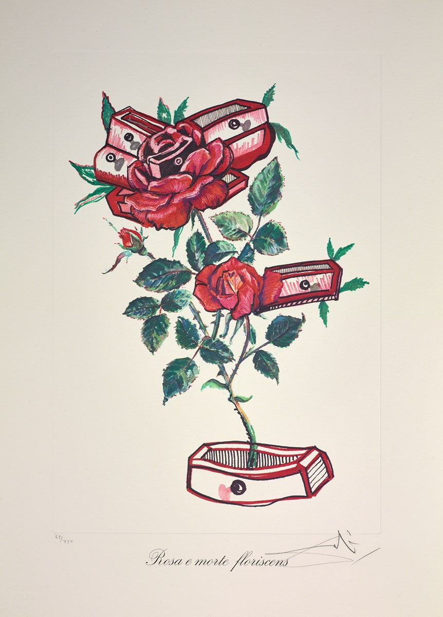 Rosa e morte floriscens