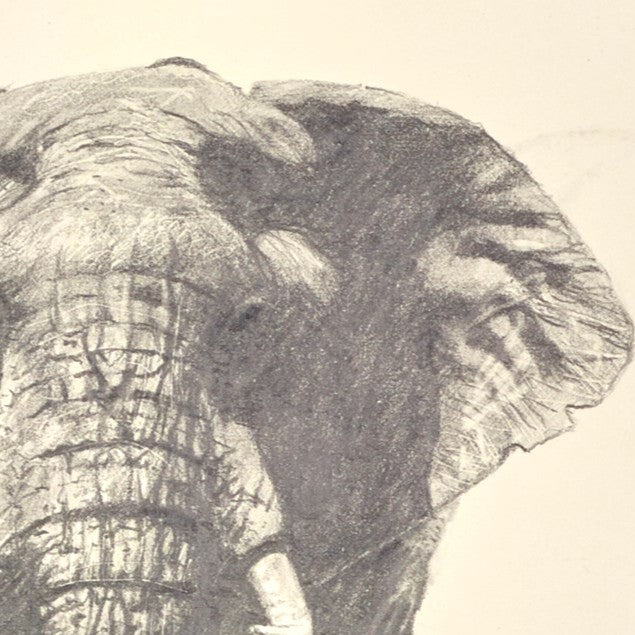 Lone Elephant