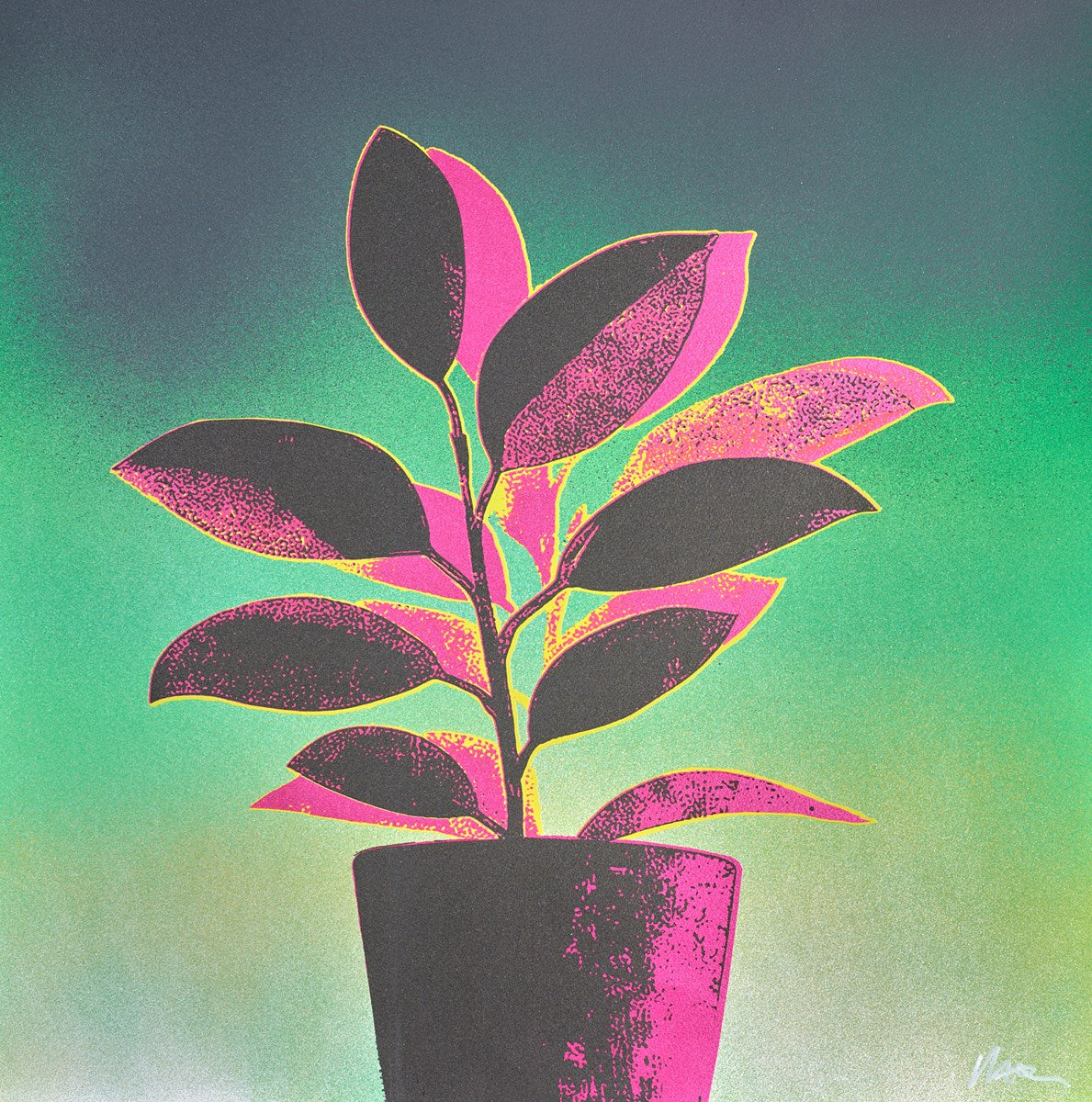 Rubber Plant - Red/Green
