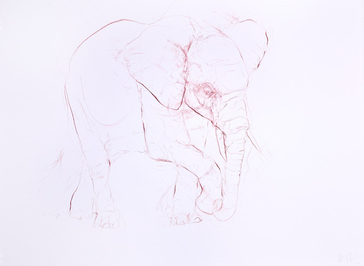 Young Elephant Sketch XIII