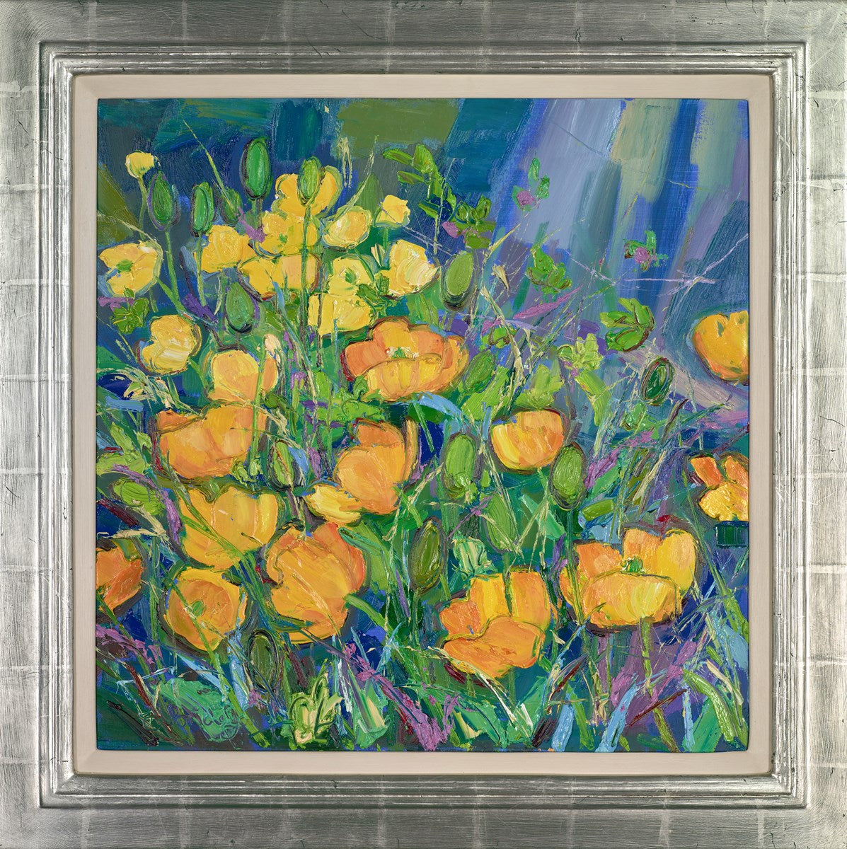 Welsh Poppies in my Garden