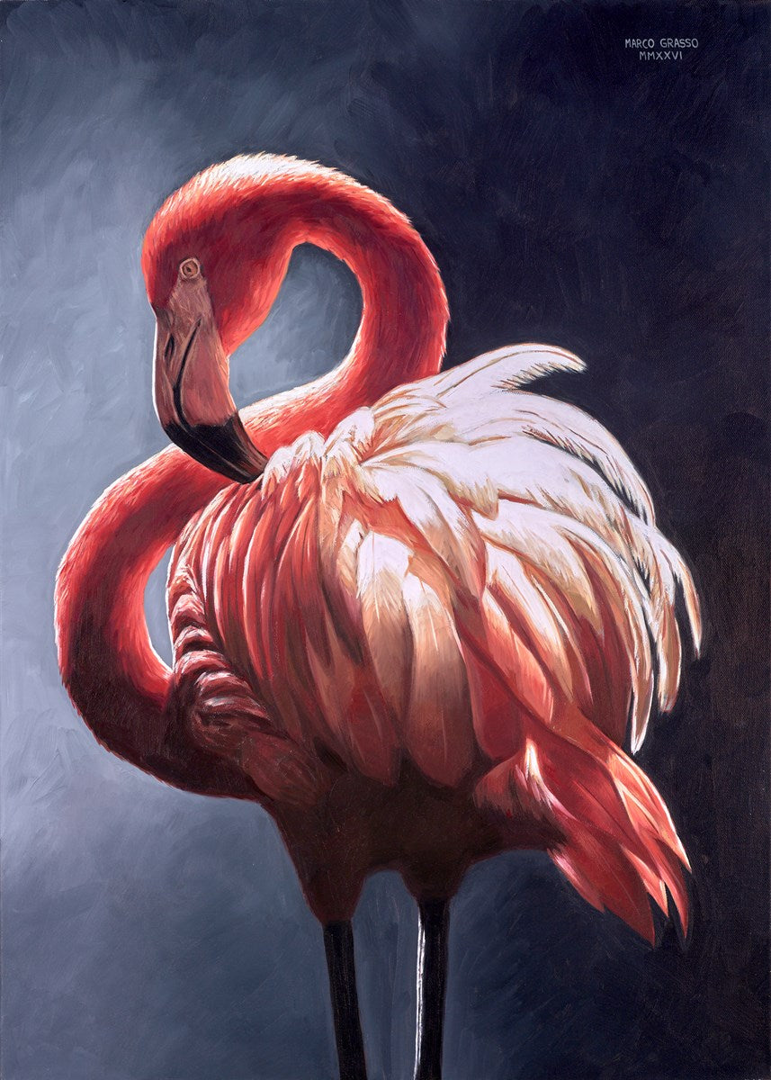 Flamingo