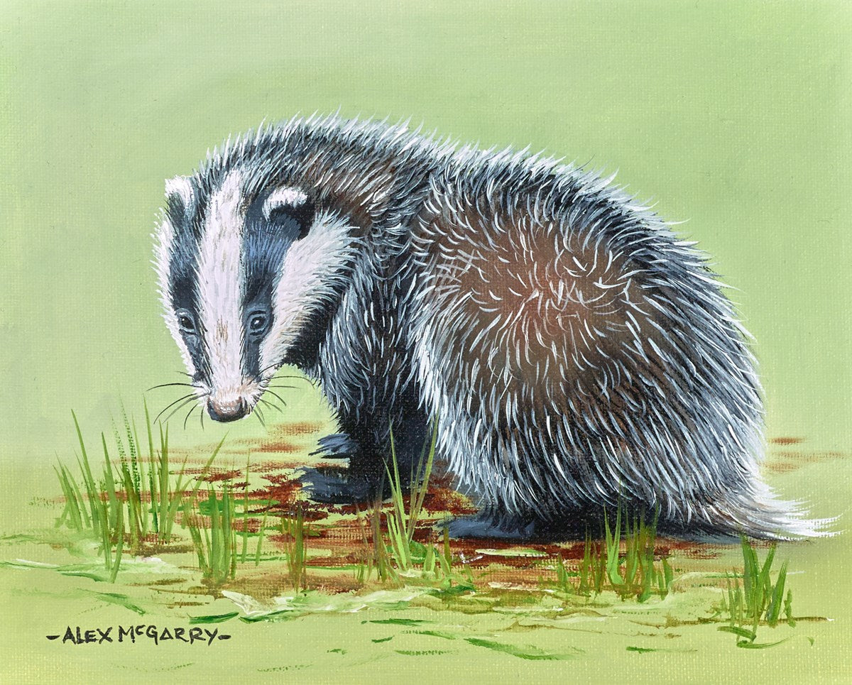 Badger Cub