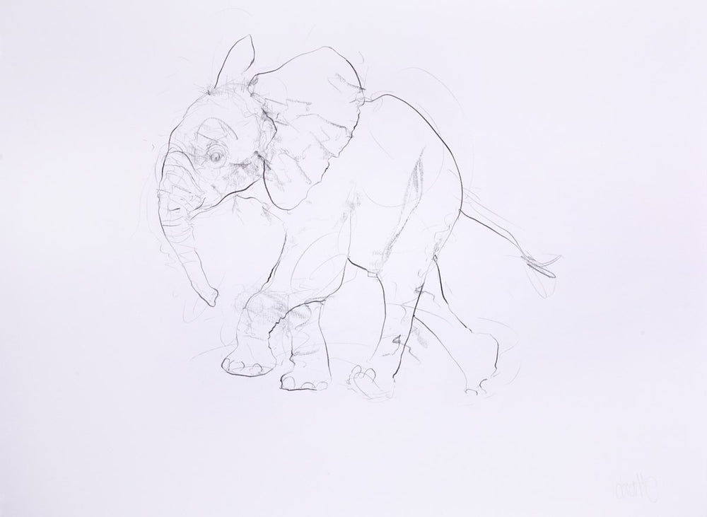 Young Elephant Sketch XI