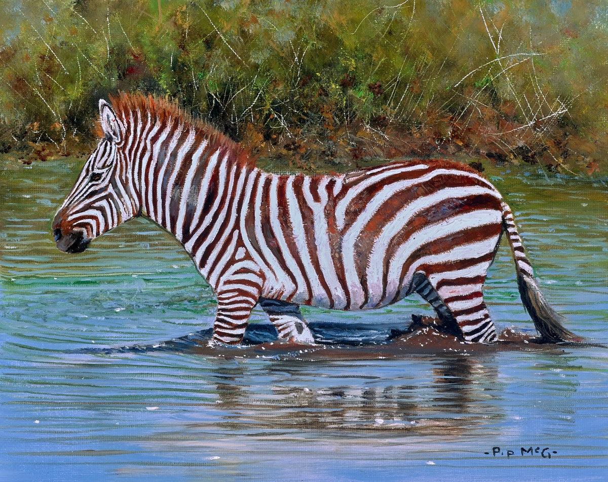 Young Zebra