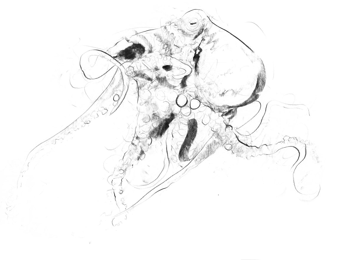 Octopus Study II