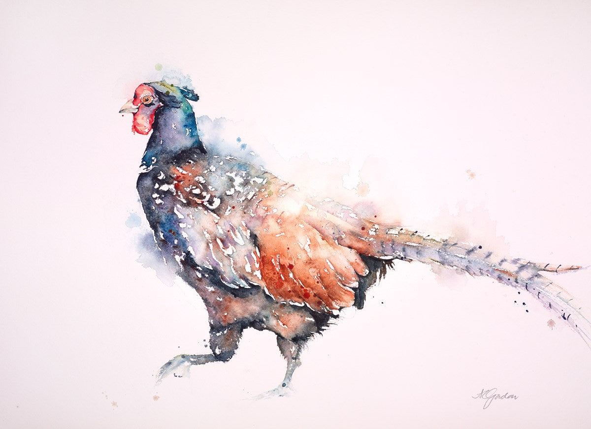 Fine Male Pheasant