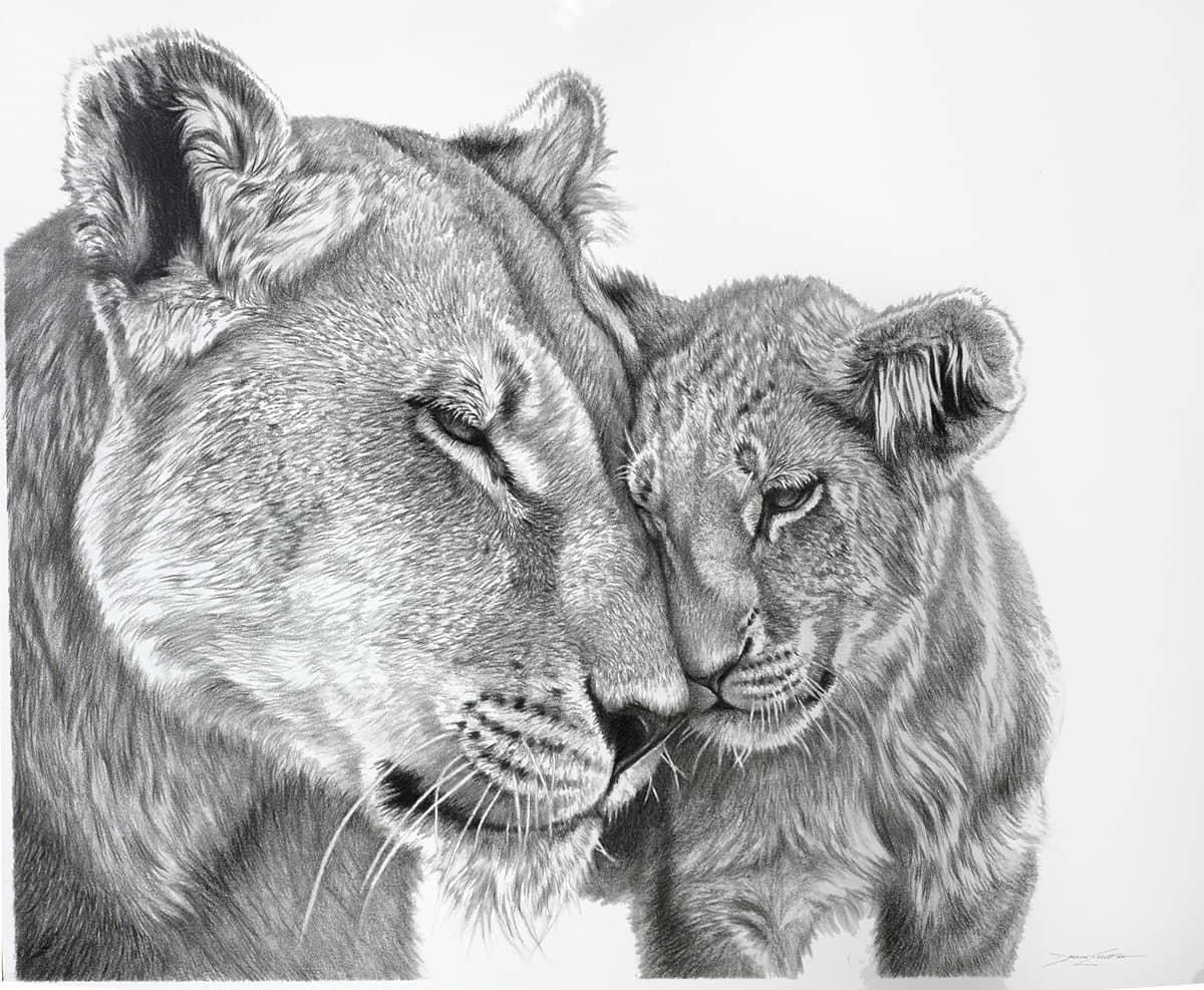 Lioness