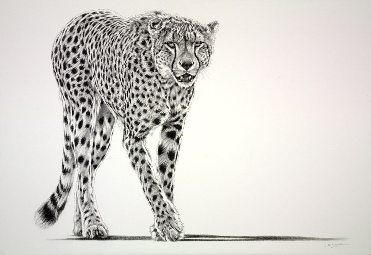 Lurking Cheetah (Study)