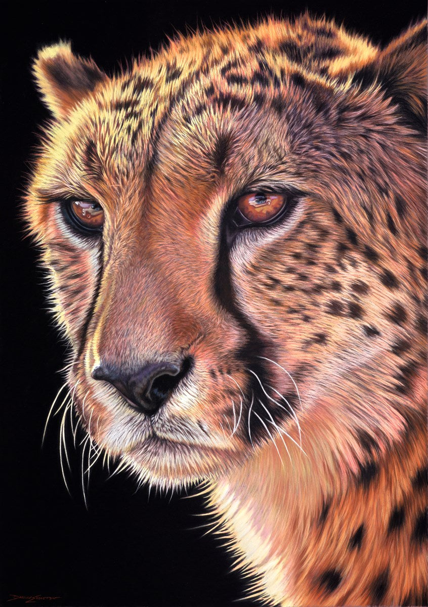 Cheetah