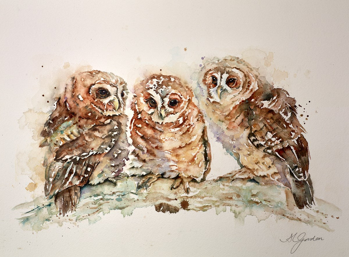 Waiting- Trio of Tawny Owlets