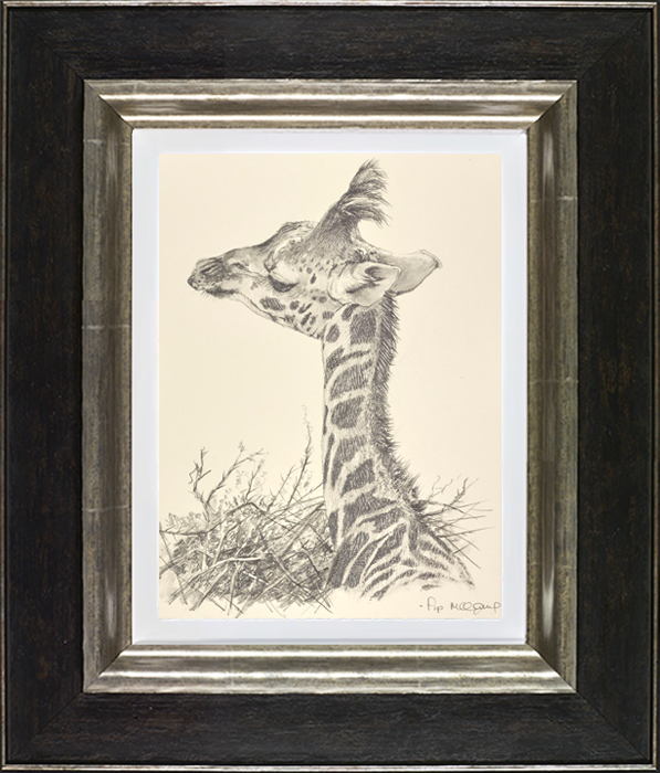 Baby Giraffe III