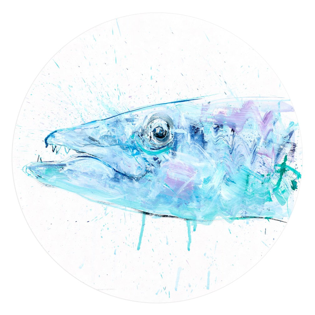 Barracuda