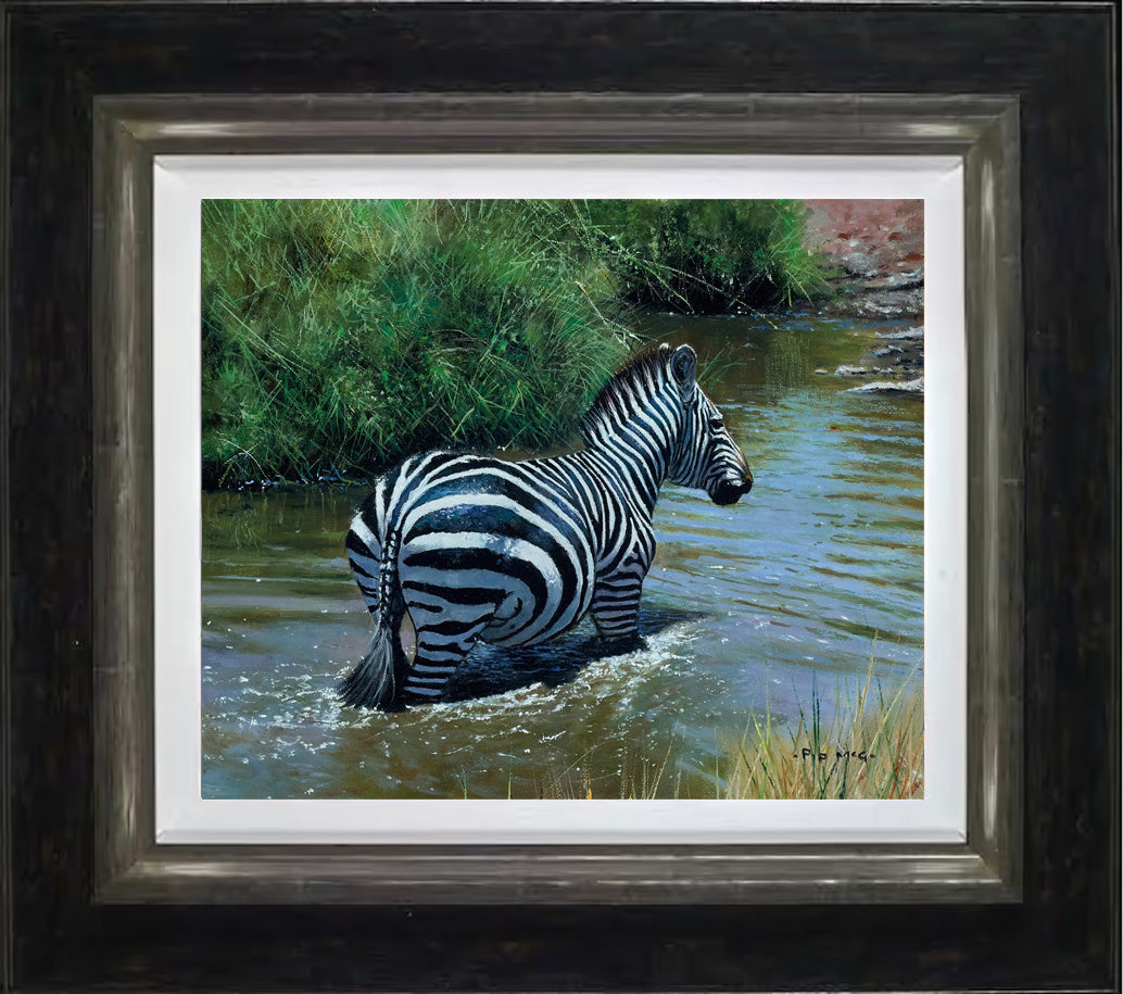 Zebra In Water