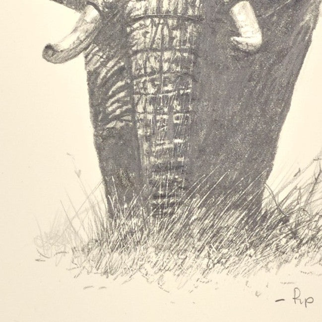 Lone Elephant