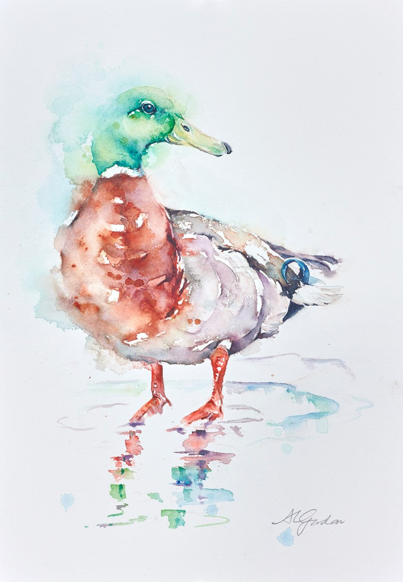 Mallard Drake