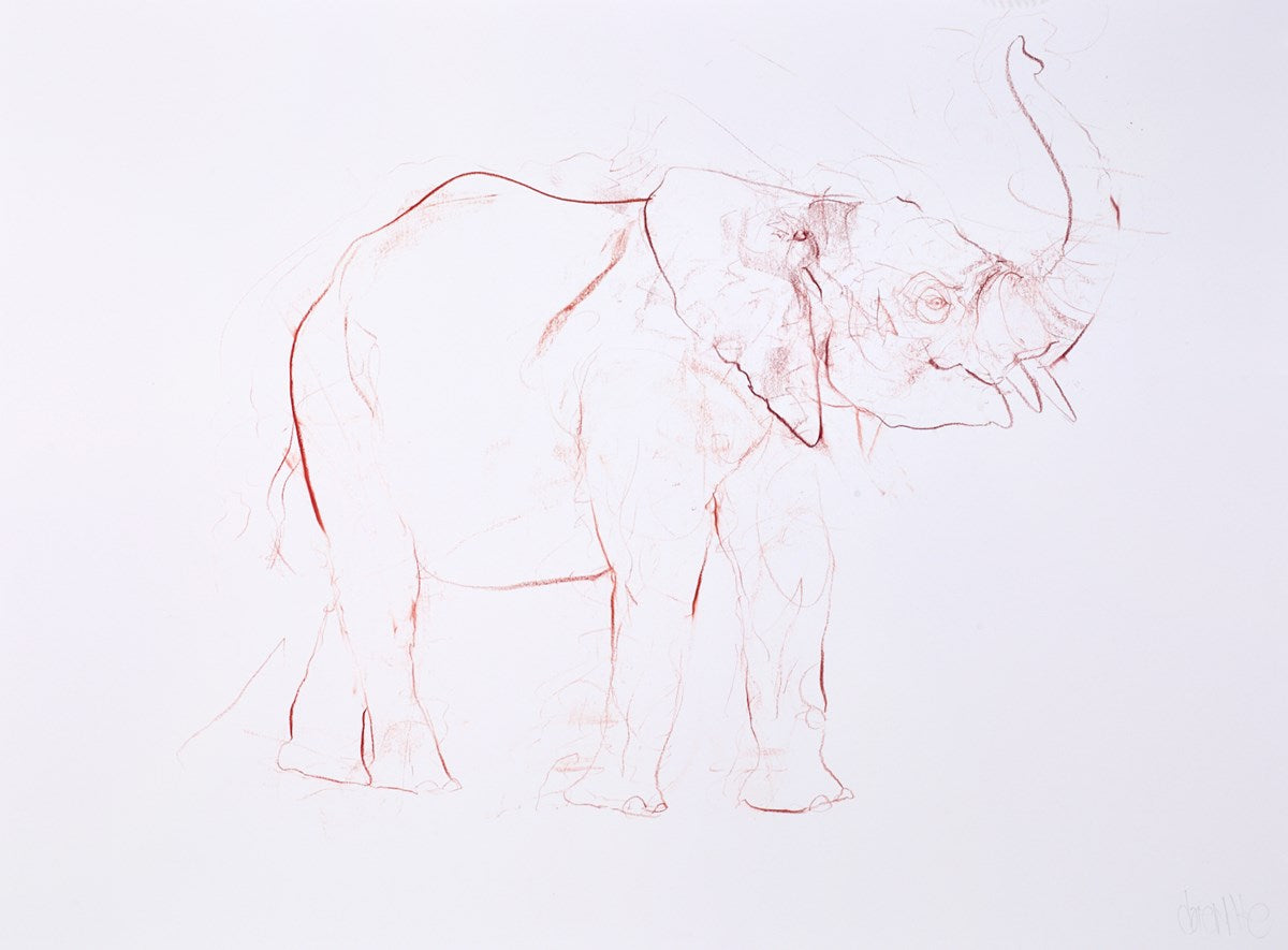 Young Elephant Sketch XIV