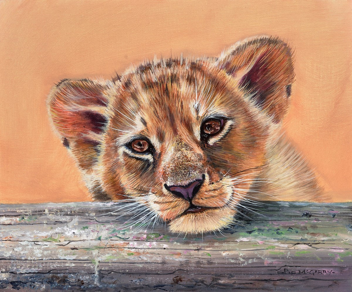 Lion Cub Resting