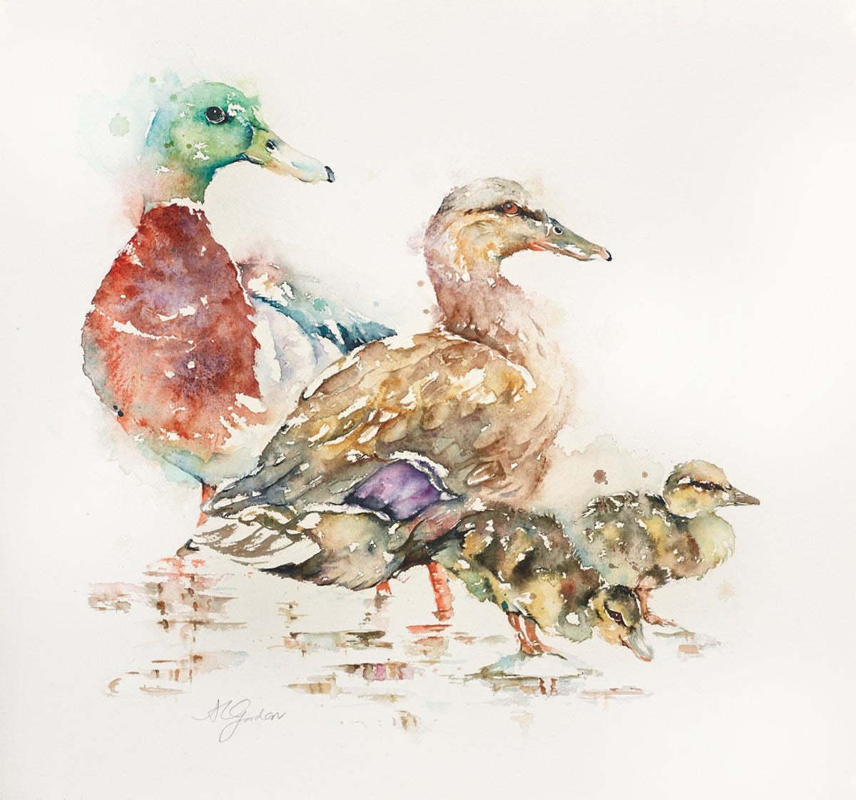 Paddling- Family of Mallards