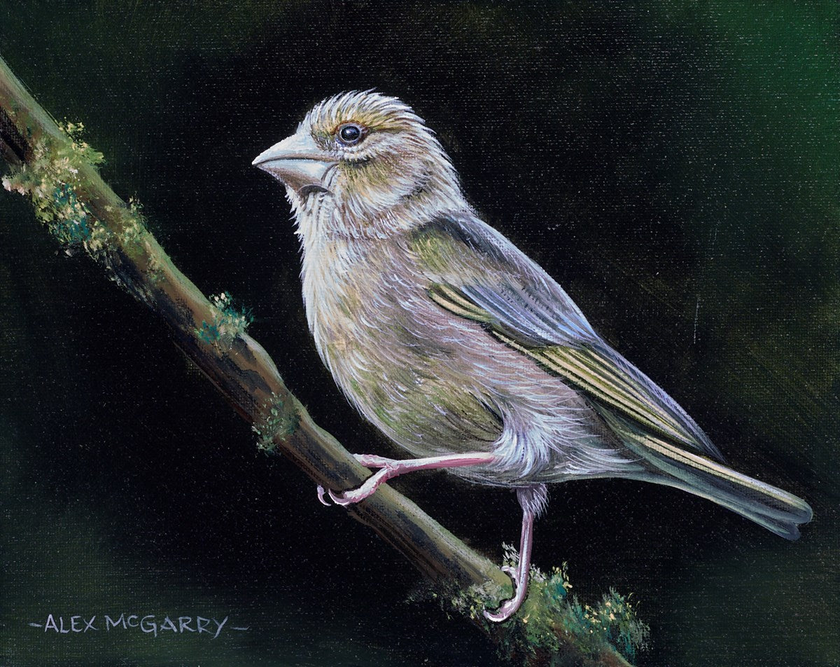 Greenfinch III