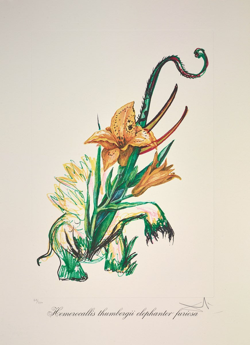 Hemerocallis thumbergii elephanter furiosa