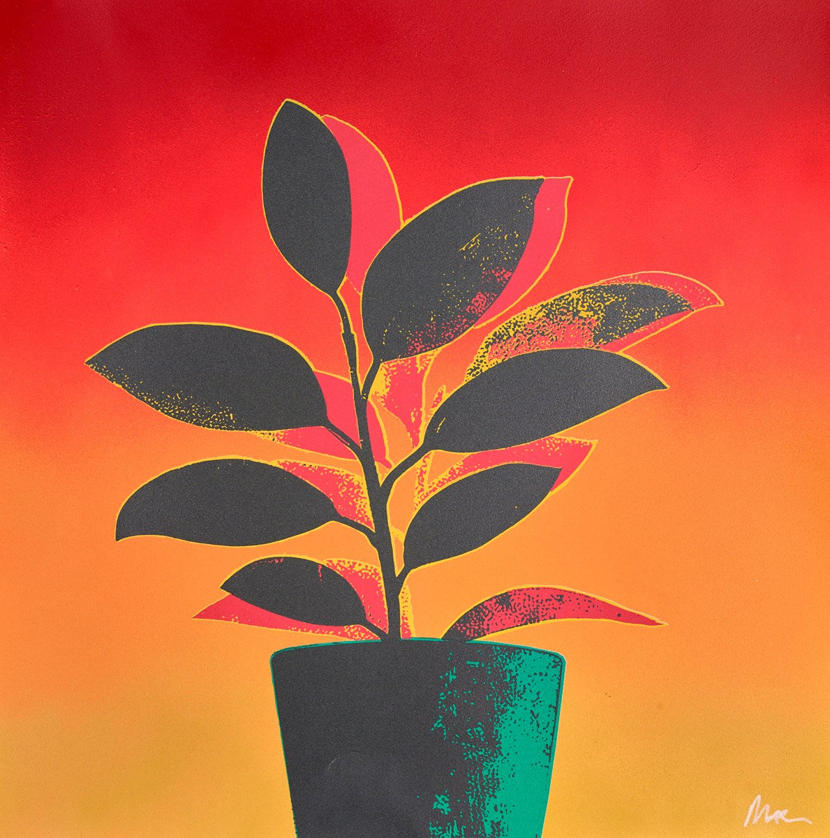 Rubber Plant - Green/Red
