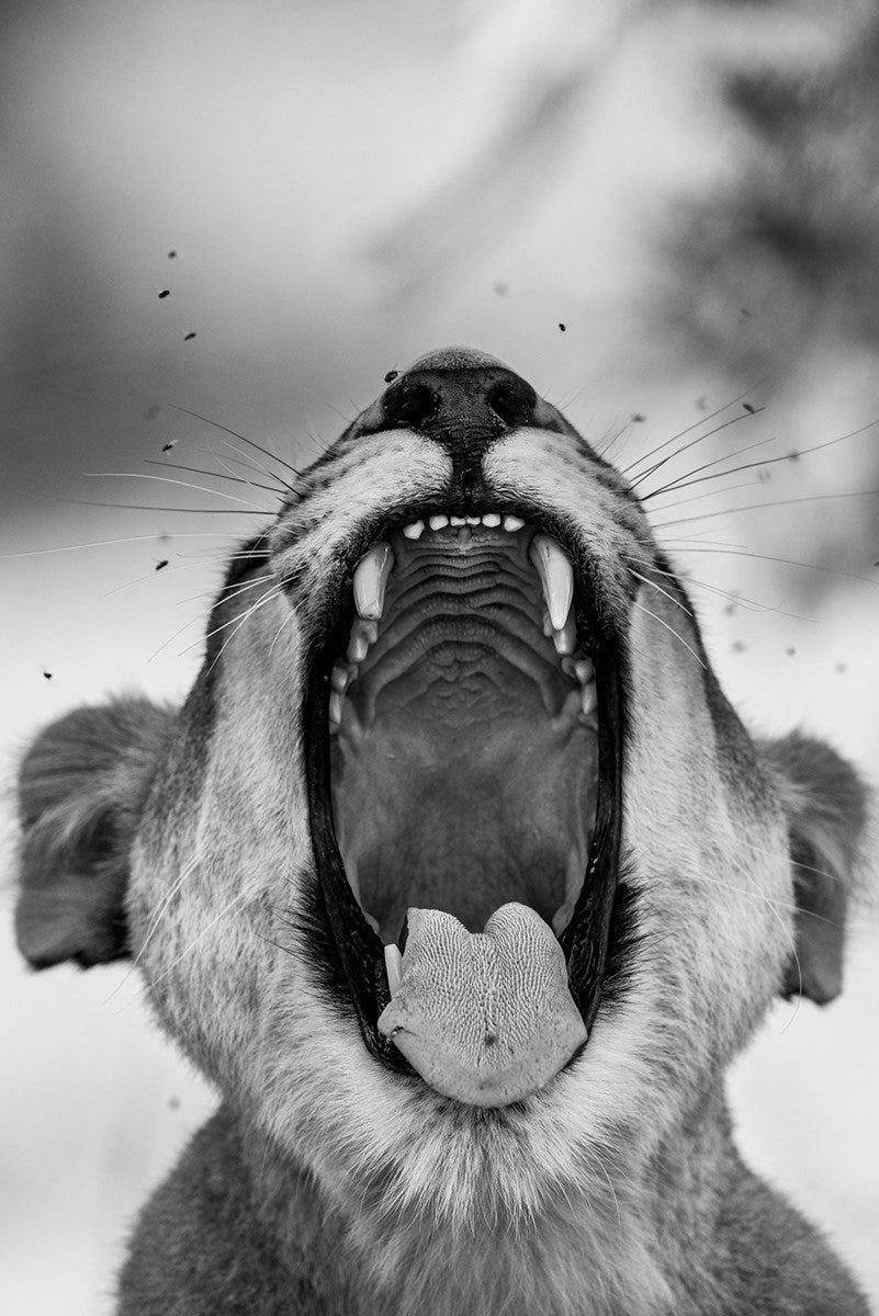 Tooth and Nail