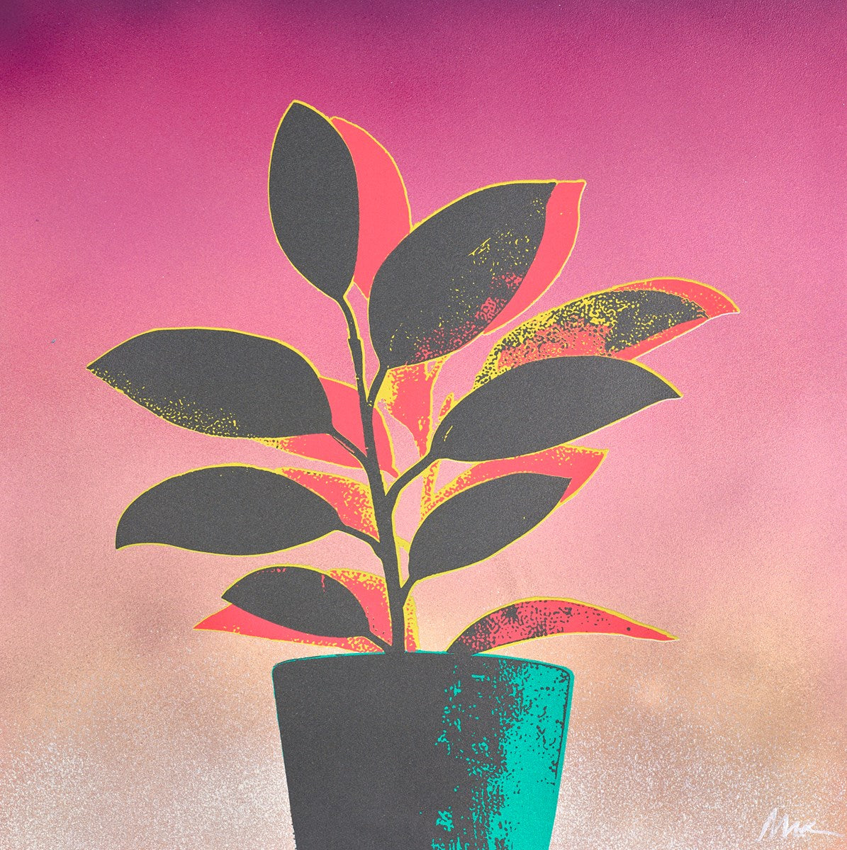Rubber Plant - Pink/Green
