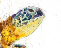 Sea Turtle 2020 (AP) (Detail1)
