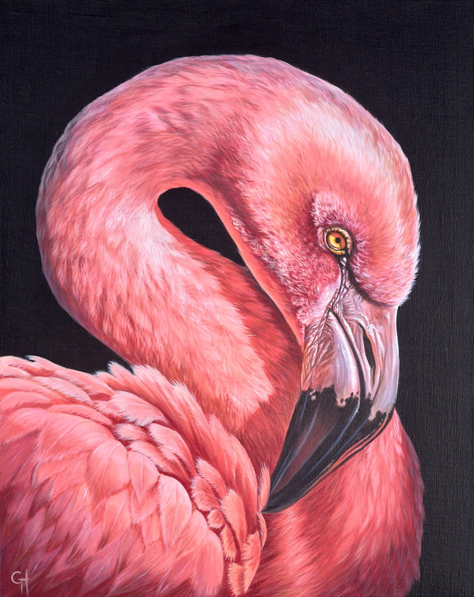 Flamingo