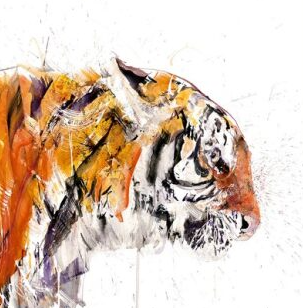 Sumatran Tiger 2022 (Detail1)