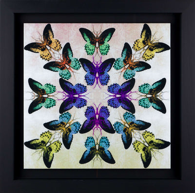Collide (Framed)