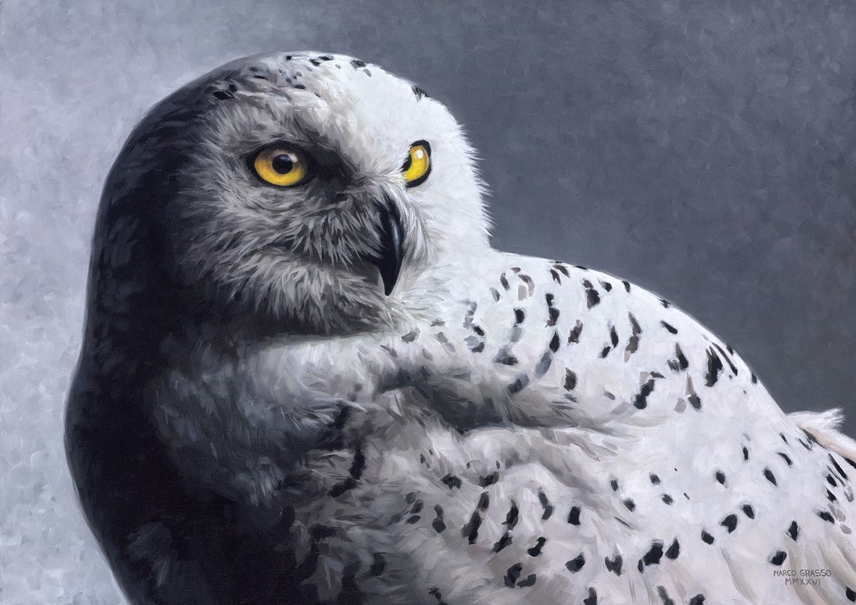 Snowy Owl III