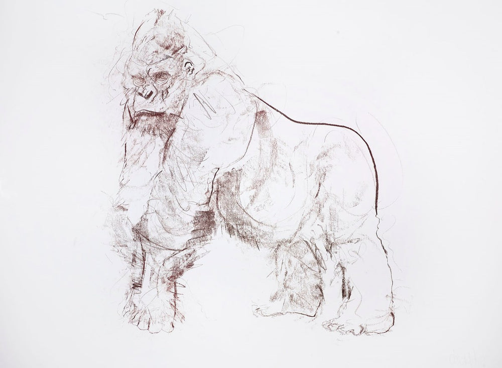 Silverback I Study