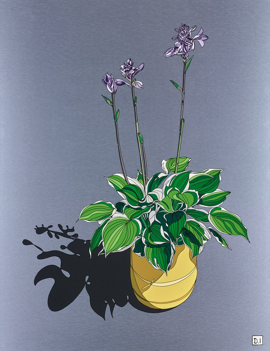 Hosta