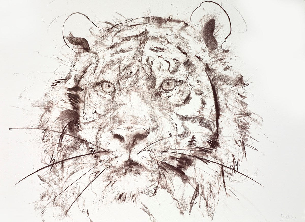 Tiger Study III