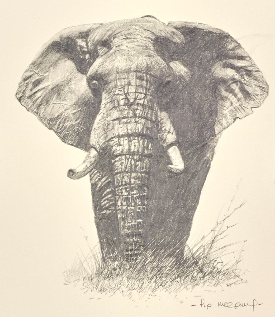 Lone Elephant