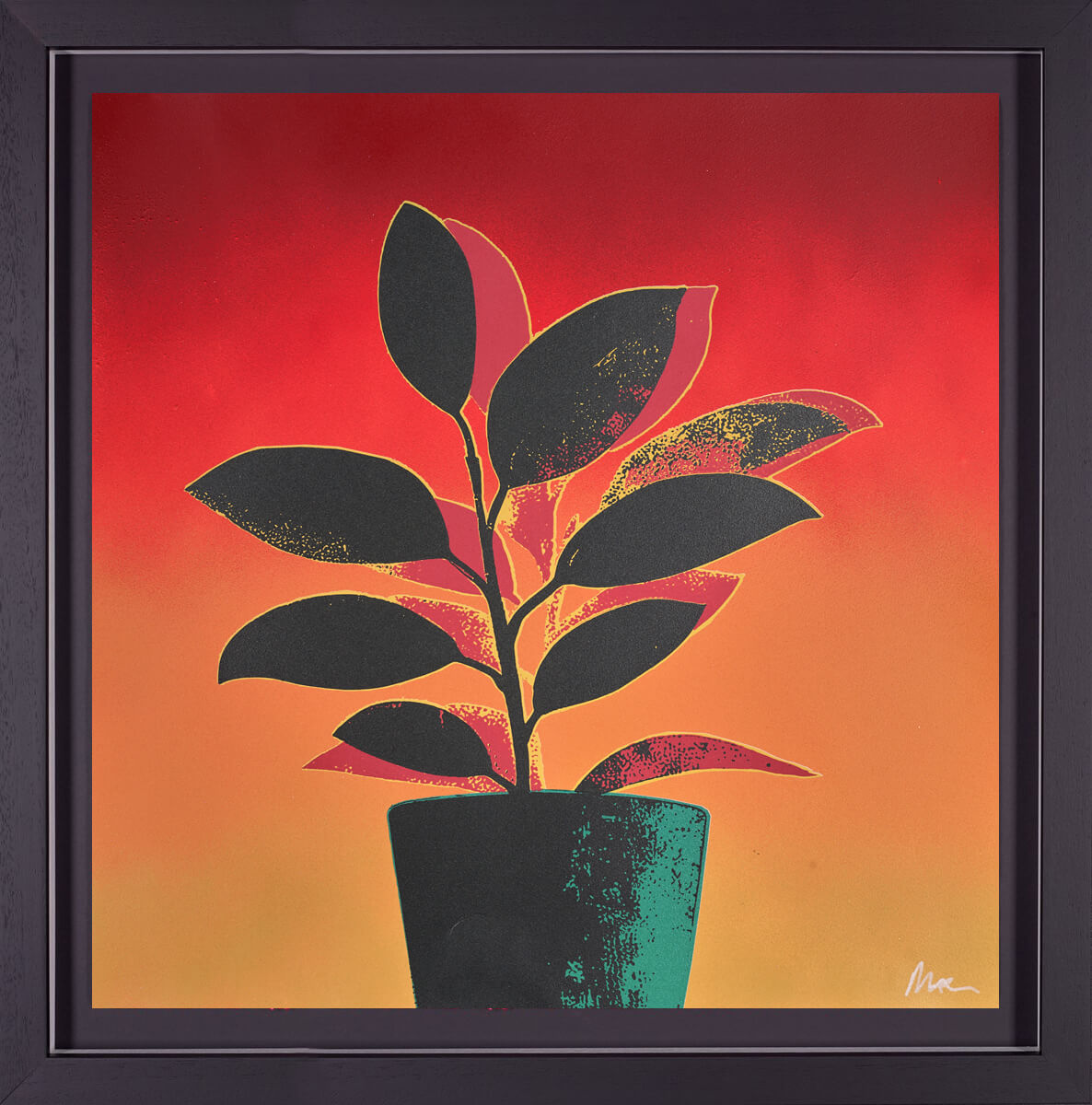 Ficus Fabulosa - Green/Red