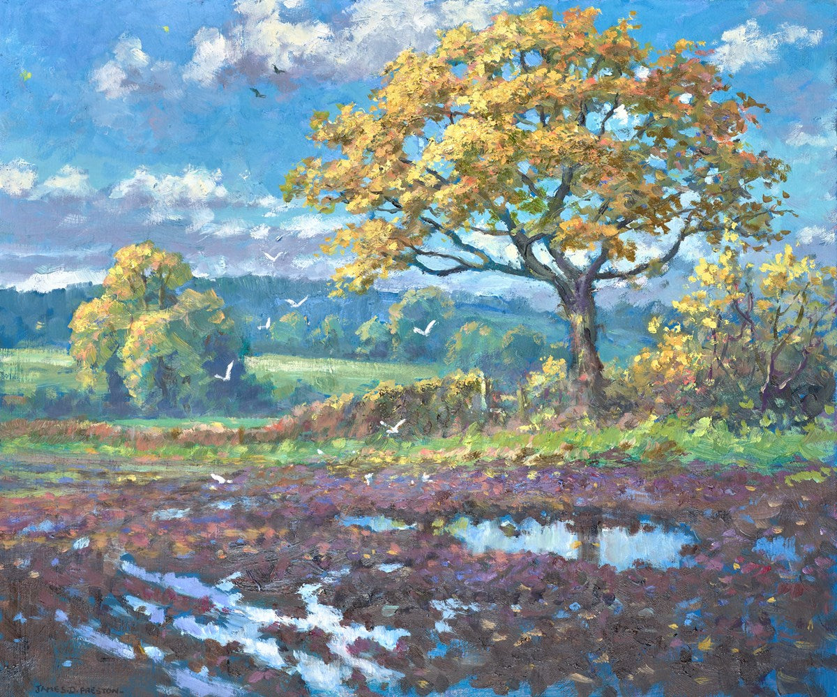 After the Rain (seagulls)