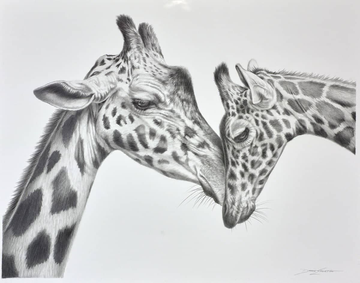 Giraffe Love